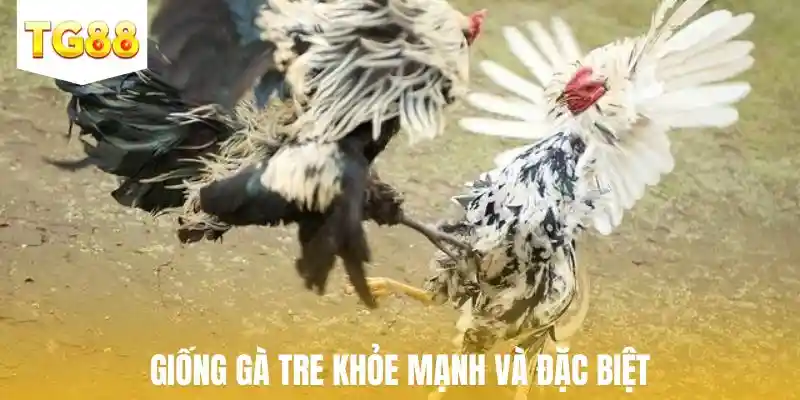 Giống gà tre khỏe mạnh và đặc biệt