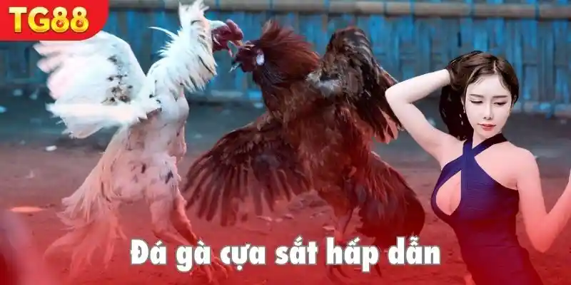 Trận đấu đá gà cựa sắt hấp dẫn